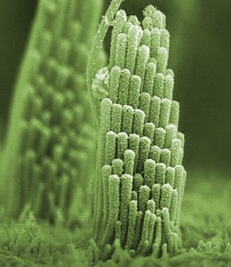 villi